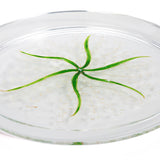 Lilly Of The Valley Large Cake Clear Stand With Cover