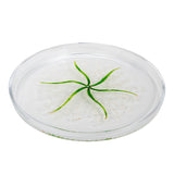 Lilly Of The Valley Large Cake Clear Stand With Cover