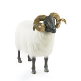 Classic Ram - Cast Iron & Gold Brass Horns With White Fleece